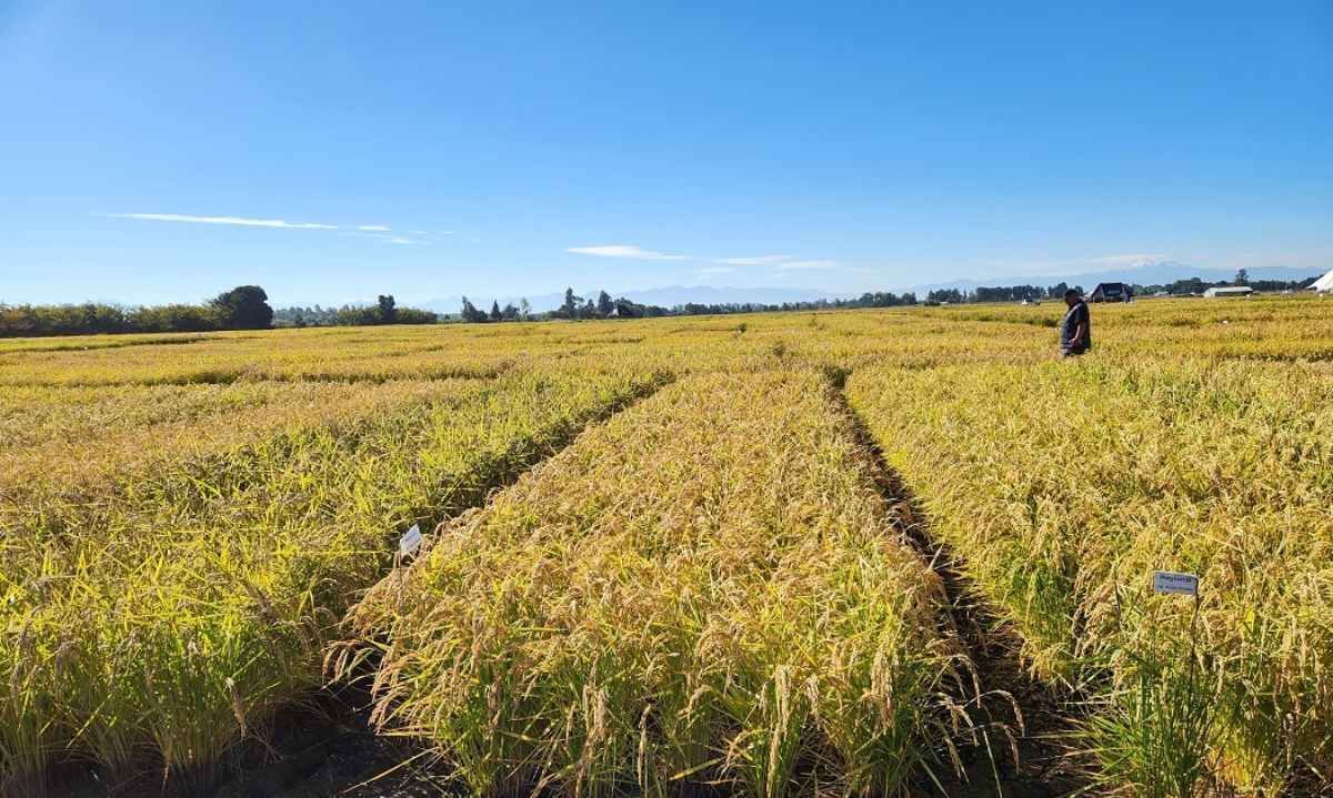 Impulsan riego en cultivos de arroz para reemplazar tradicional sistema de inundación