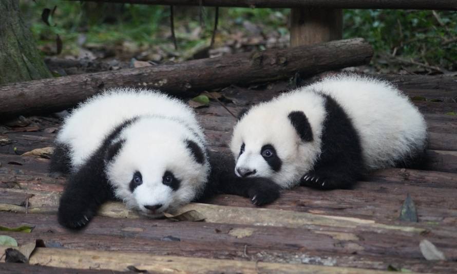Panda gigante dio a luz a gemelos en Japón