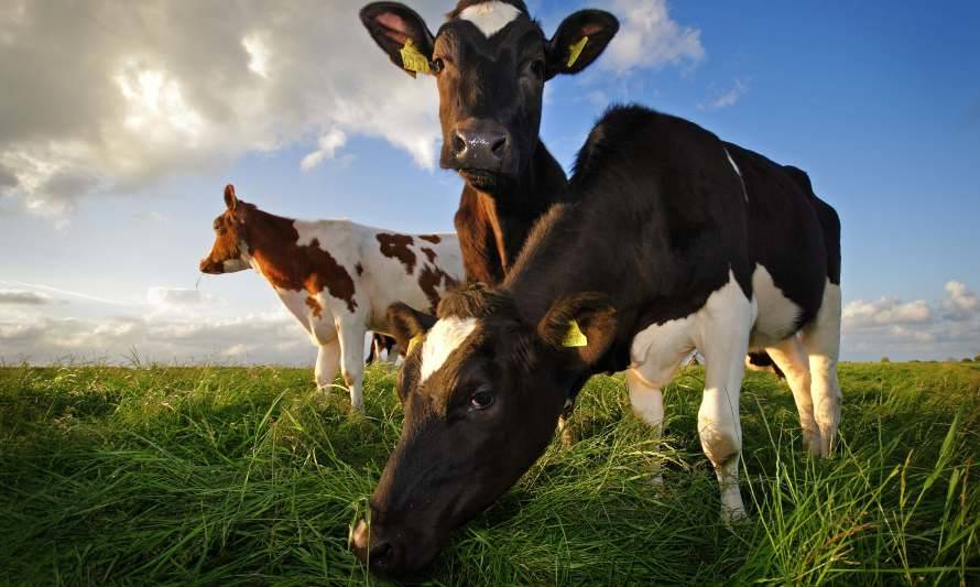 Autorizan aditivo alimentario reductor de metano para carne vacuna y lácteos