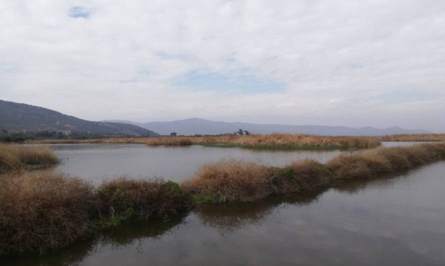 Laguna de Batuco: Un trabajo de conservación imprescindible