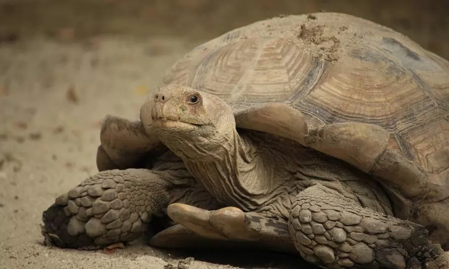 Hallazgo científico demuestra que las tortugas casi no envejecen