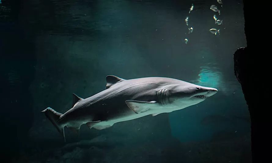 ¿Sabías que los tiburones usan el campo magnético de la tierra para guiarse?