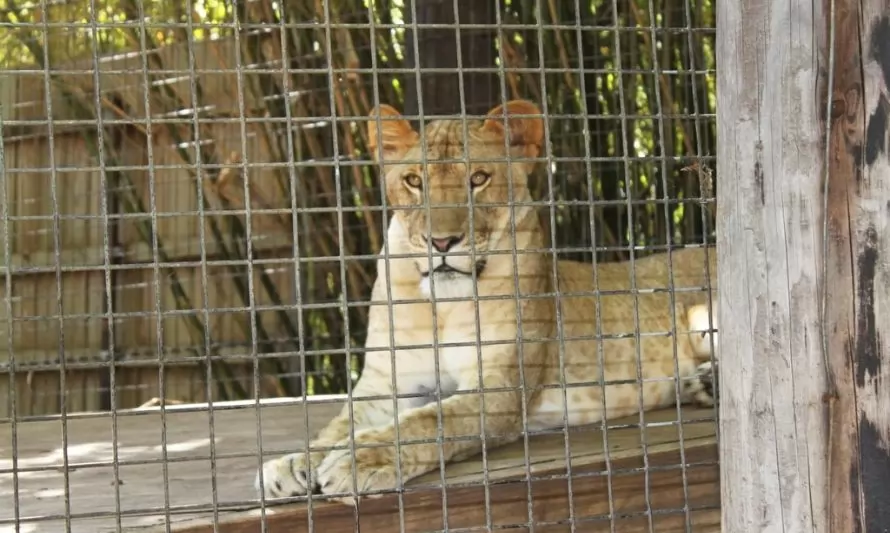 Proyecto busca convertir zoológicos de La Serena en centros de conservación
