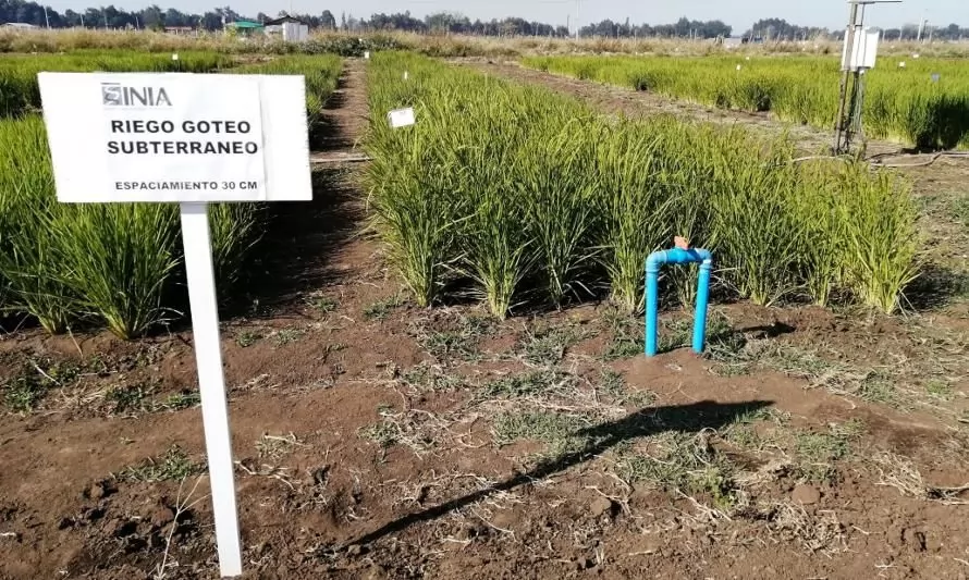 Implementación de riego por goteo en cultivos de arroz permitirá ahorrar un 60% de agua