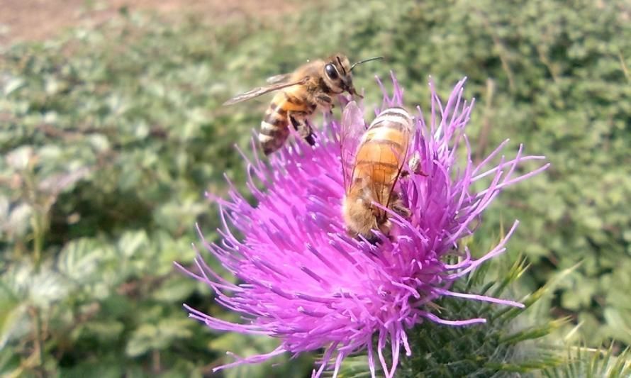 Con drones, imágenes satelitales y SIG estudian áreas de Ñuble para implementar apicultura natural regenerativa