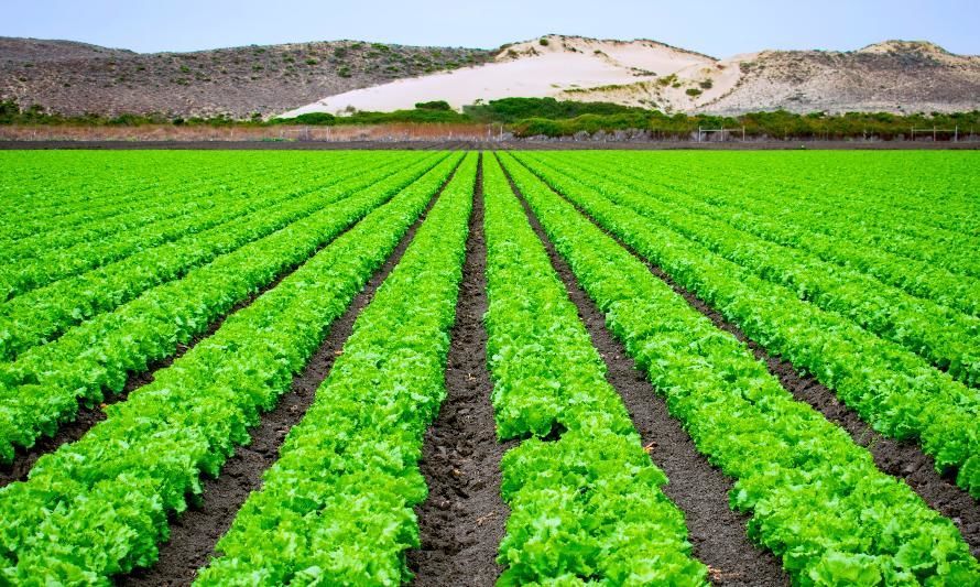 Agronomer: Plataforma chilena centraliza datos clave para una toma de decisiones eficiente en la agricultura