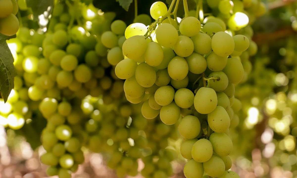 Presentan plan piloto de Systems Approach para la exportación de uva de mesa a México