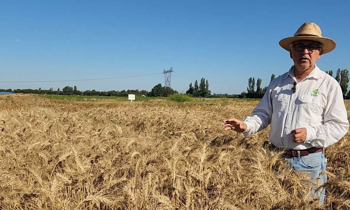 INIA presentó siete nuevas variedades de cereales destinadas a la agricultura nacional
