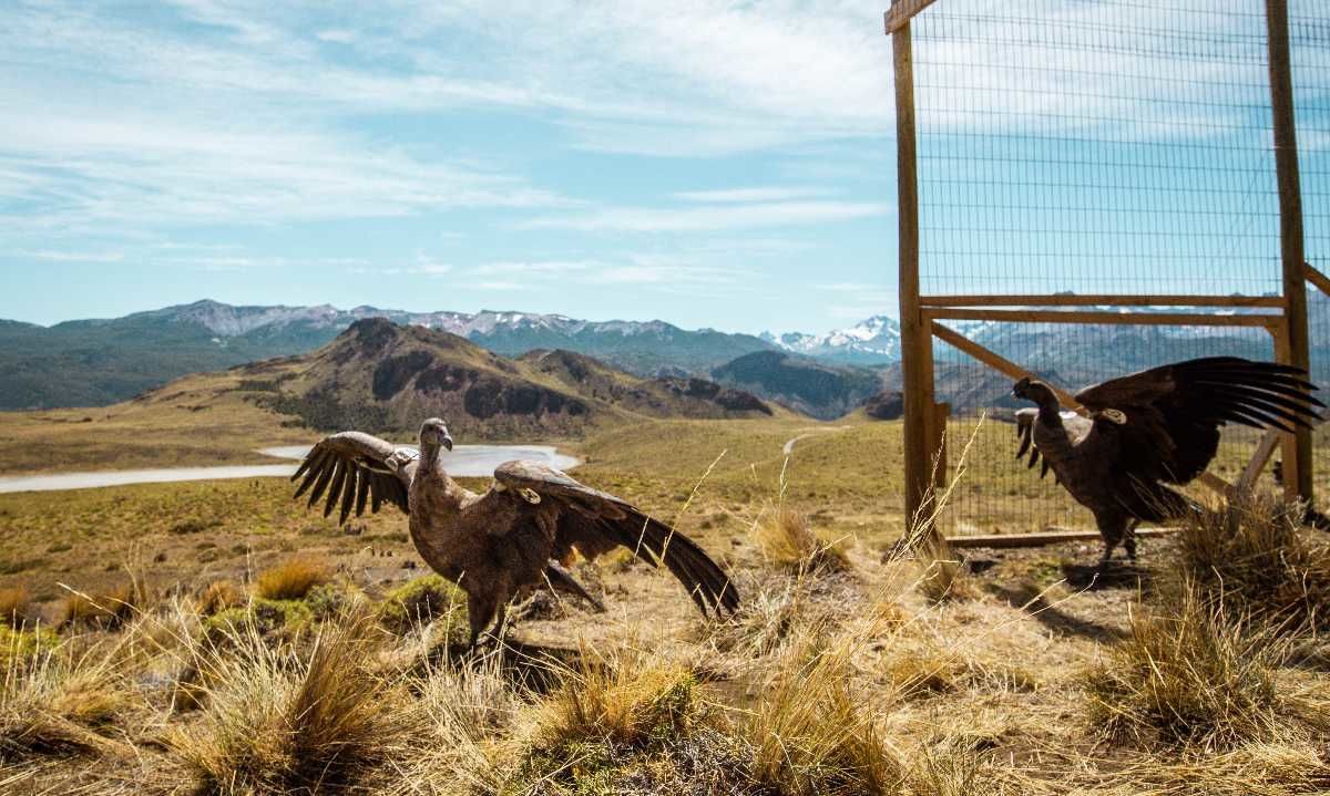 liberan a cuatro cóndores andinos en el parque nacional patagonia para
