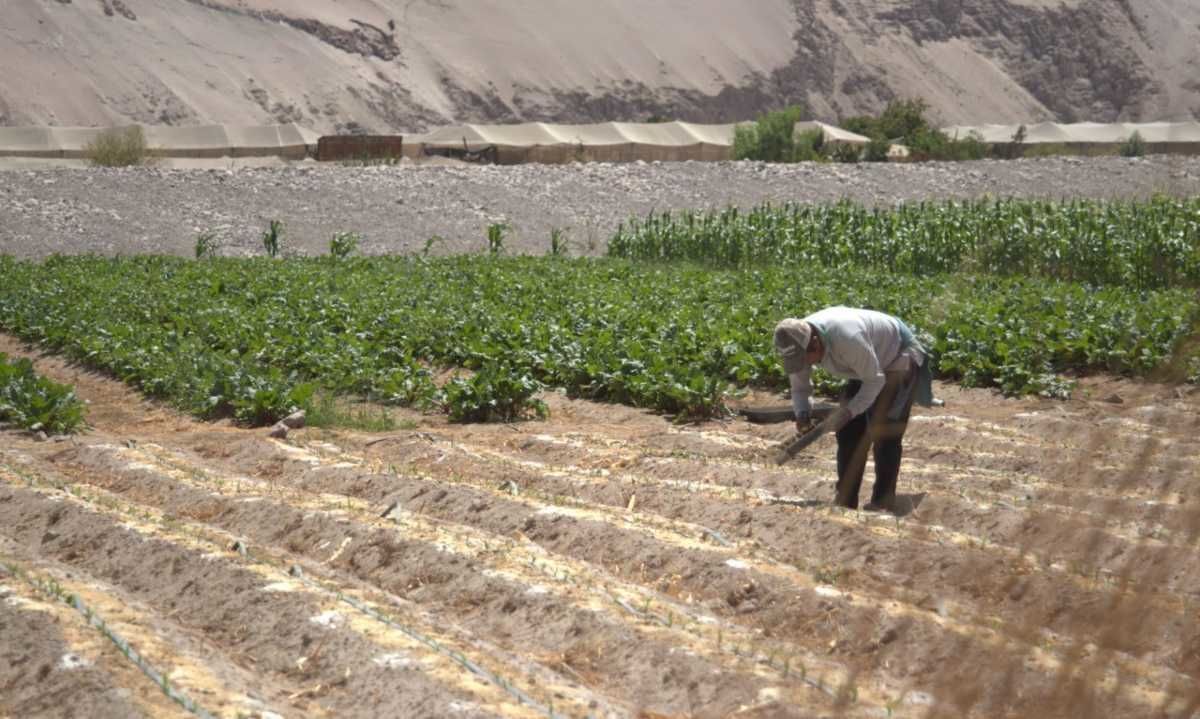Agricultura en el Desierto: Innovación y Sostenibilidad frente a la escasez de agua