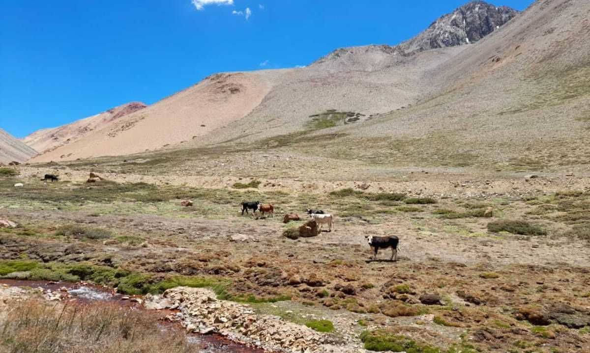 Anglo American adquiere la totalidad de Santuario de la naturaleza Los Nogales para su conservación