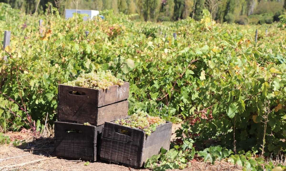Refuerzan medidas para transparentar comercio de uva vitivinícola en el Valle del Itata