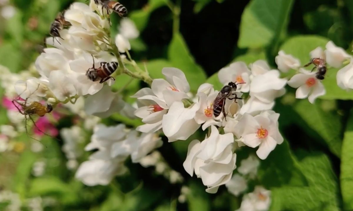 Beeing Company: Inteligencia artificial al cuidado de las abejas