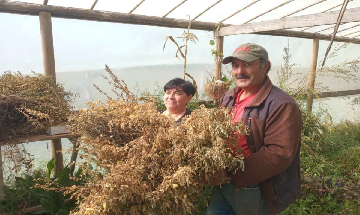 Cooperativa La Manzana y su proyecto de legumbres agroecológicas con familias campesinas