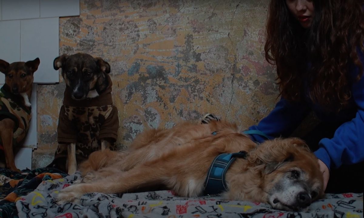 SOS Callejeros: Rescatando Vidas Caninas en Villa Alemana