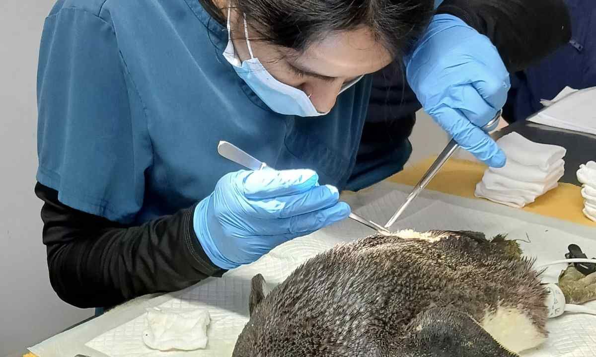 Inauguran nuevo centro de rehabilitación para fauna silvestre en Viña del Mar