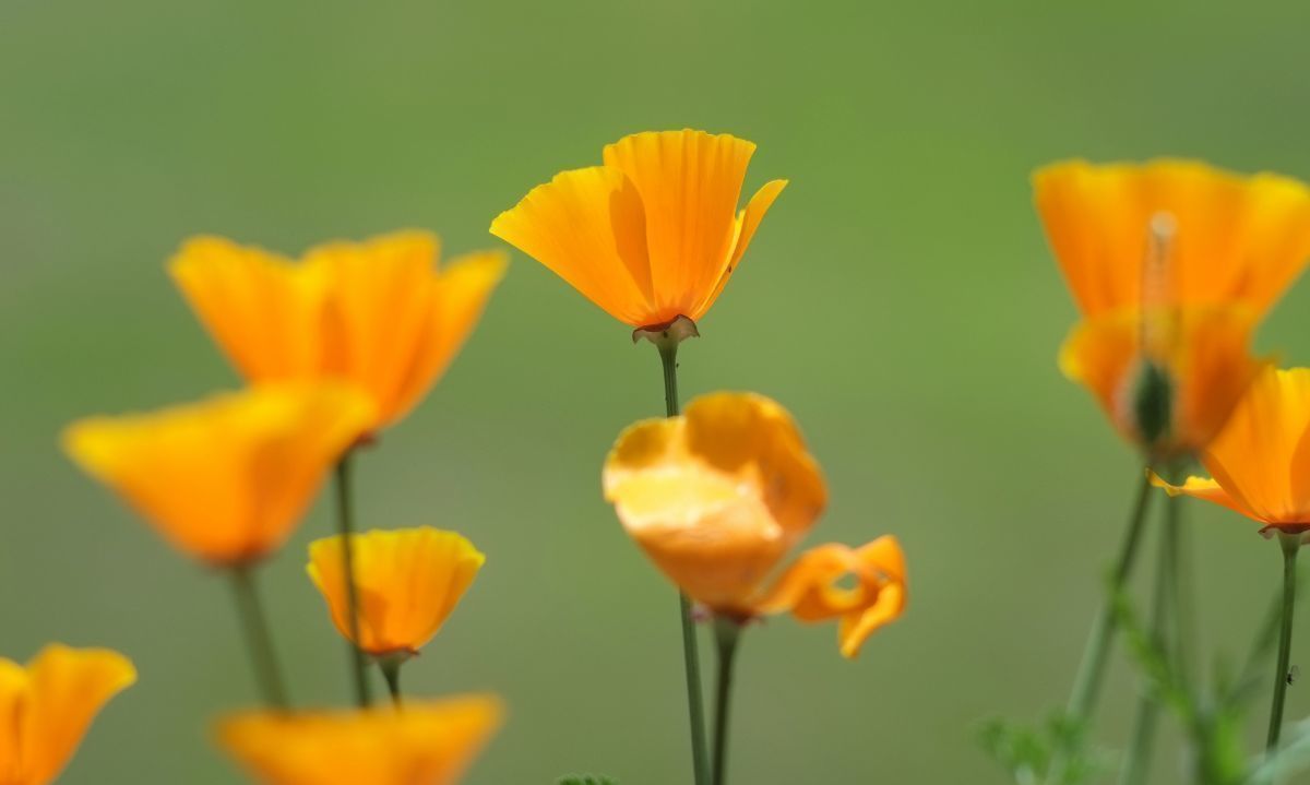 Dedal de Oro: ¿Por qué es considerada una especie invasora?