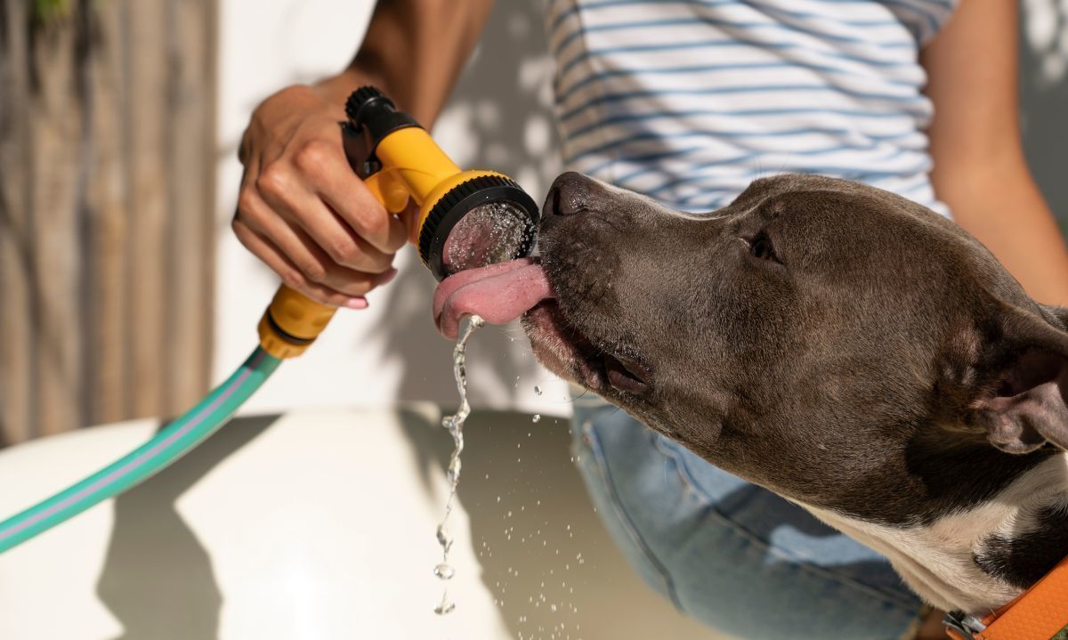 ¿Cómo proteger a tus mascotas de las altas temperaturas?