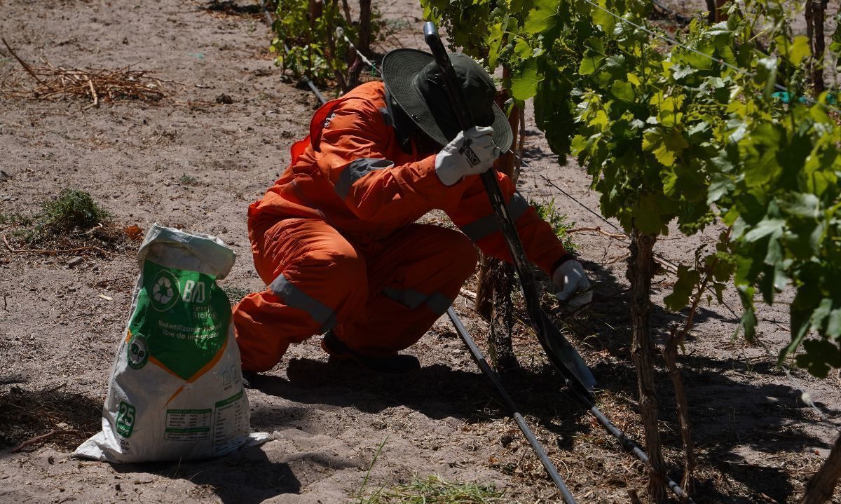 Ingenieros agrónomos de SQM apoyan a agricultores locales