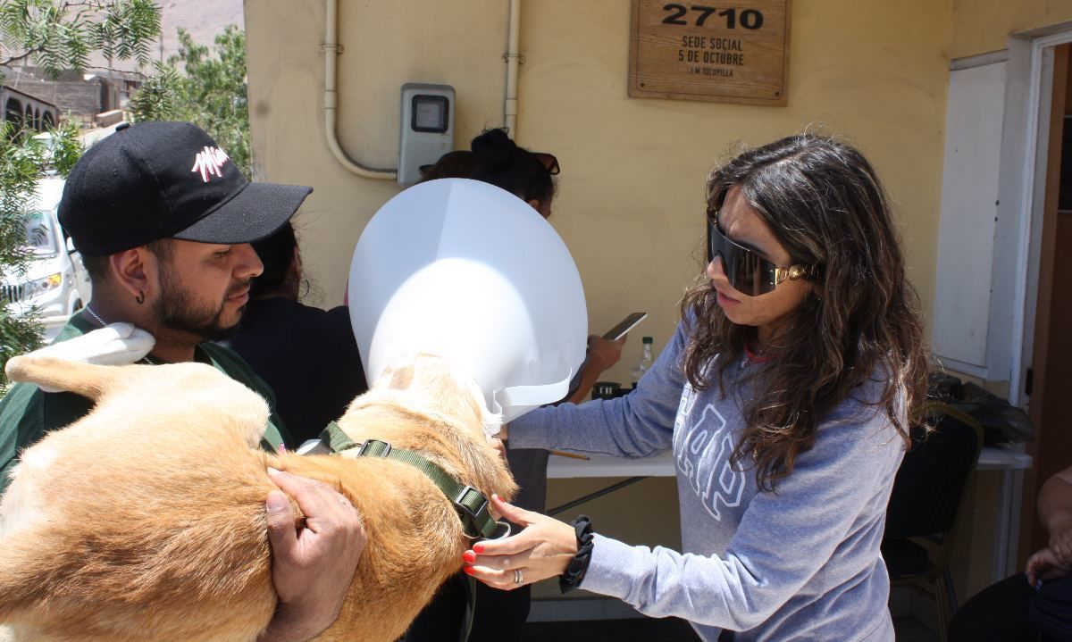 El Abra apoya más de 230 esterilizaciones caninas en Calama, Alto El Loa y Tocopilla