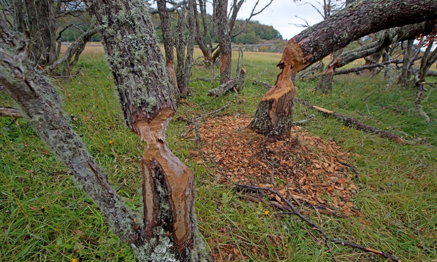 En esta foto se pueden ver árboles destruídos por los dientes de los castores canadienses en la Patagonia